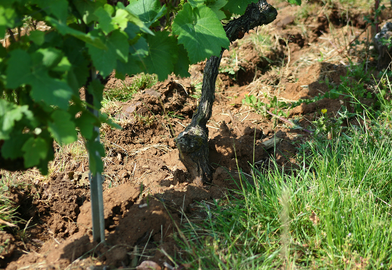 Champagne Jacquesson