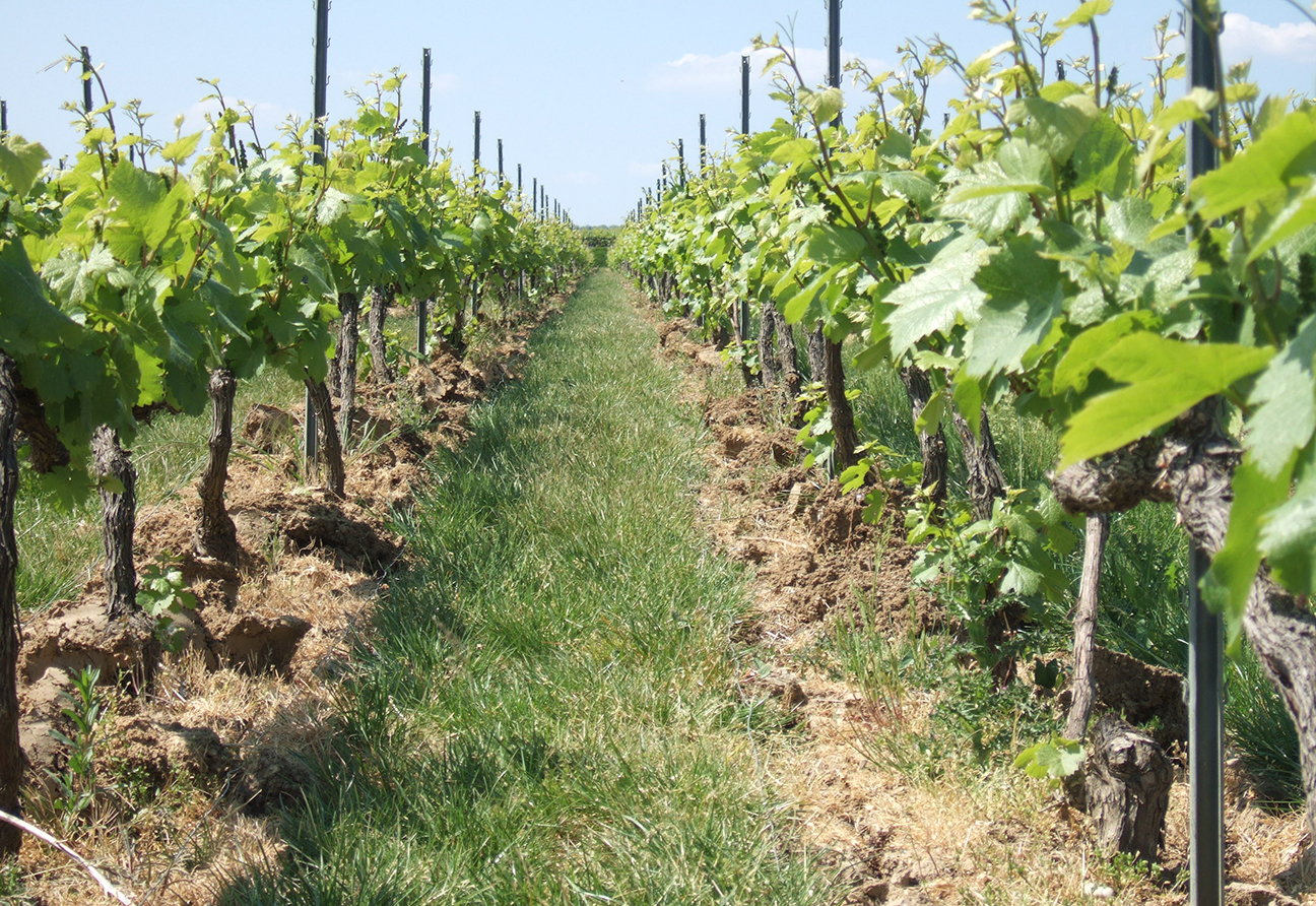 Champagne Jacquesson