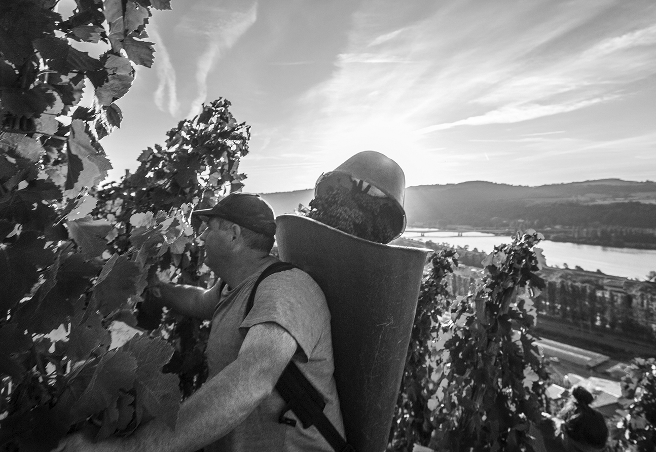 Domaine René Rostaing