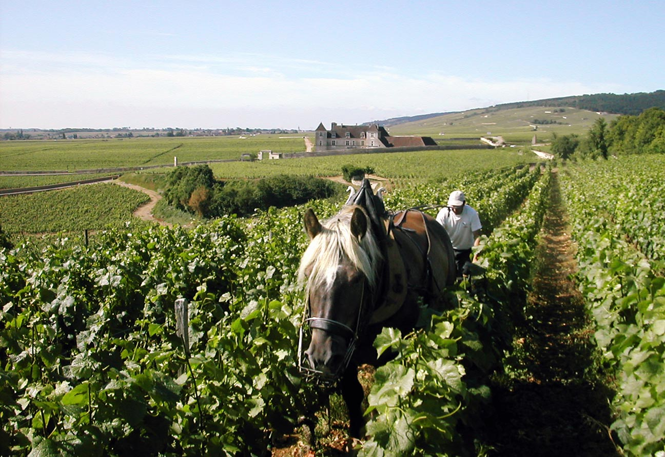 Domaine Comte Georges de Vogüé