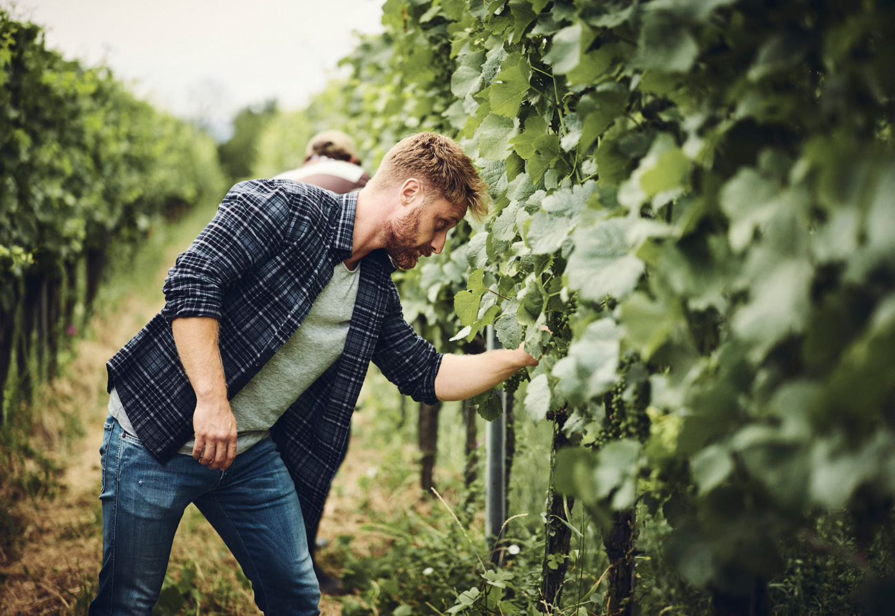 Weingut Bernhard Huber