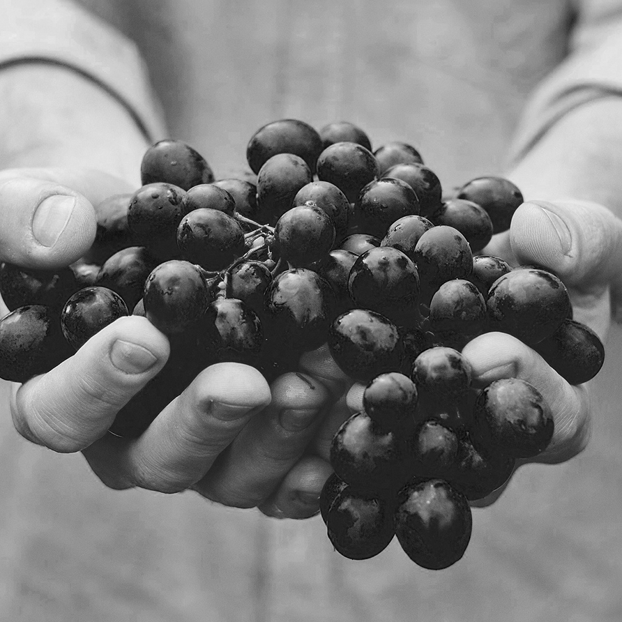 Château Pontet-Canet