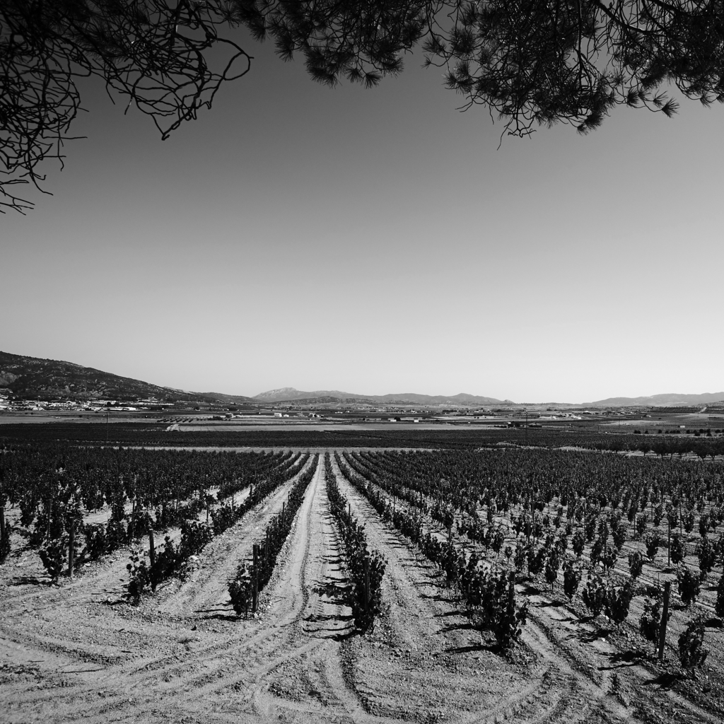 Bodegas y Viñedos El Sequé